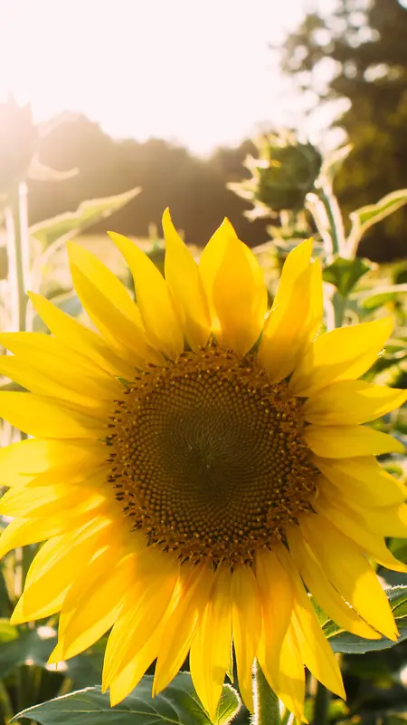阳光下的向日葵H5背景素材