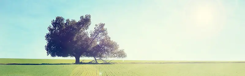 树 草原背景