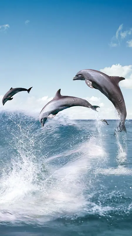 海豚浪花H5背景