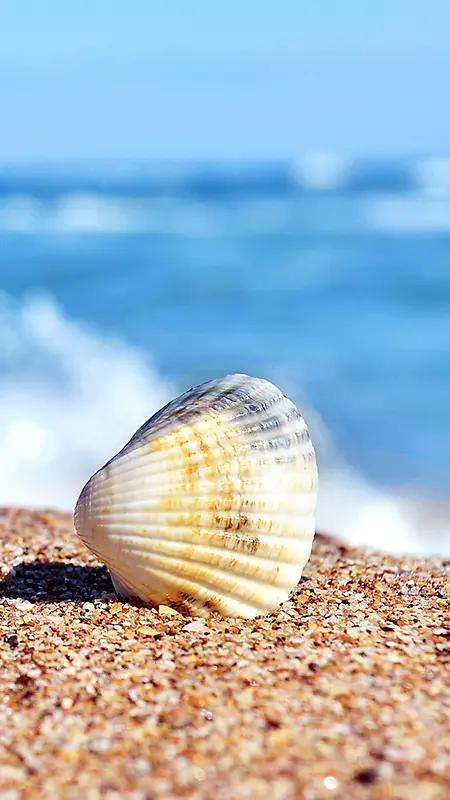 碧海蓝天沙滩贝壳图片