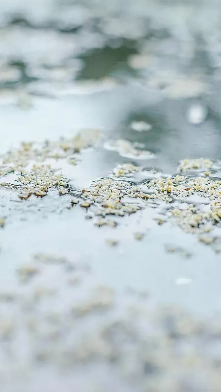 雨天模糊微距摄影H5背景