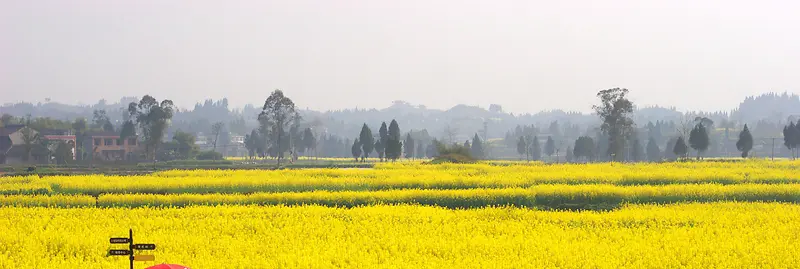 摄影黄色油菜花海