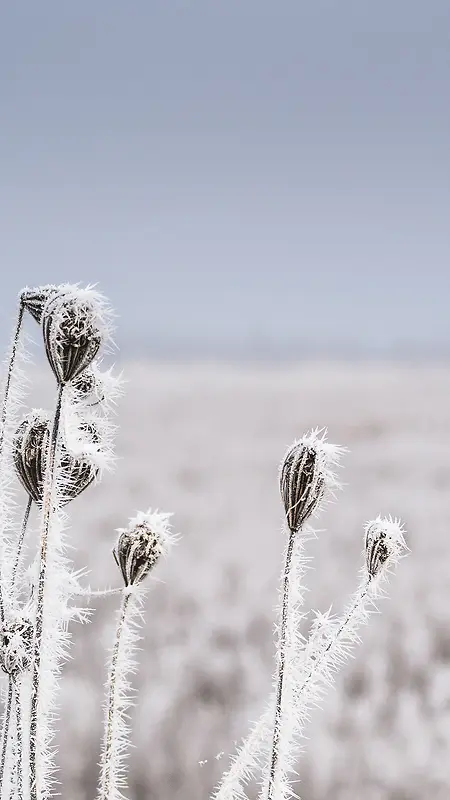 冬季大雪大草地H5背景素材