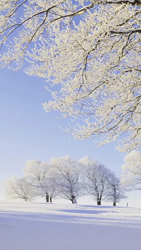 雪景冬天大树树枝天空H5背景图