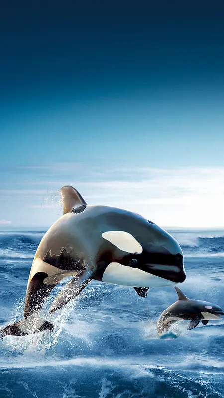 海水蓝天海豚Ｈ5背景