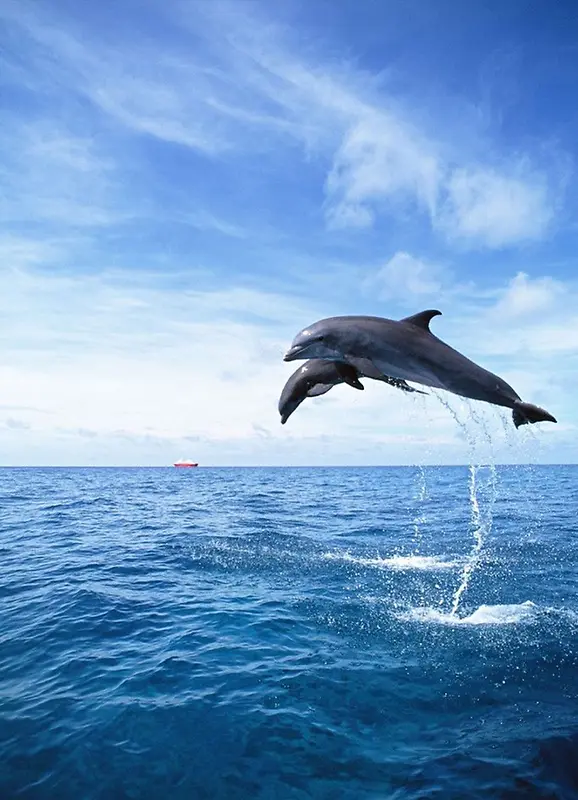 蓝白海洋海豚广阔背景图