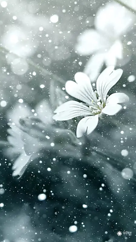 小清新雪中白色花朵微距摄影H5背景