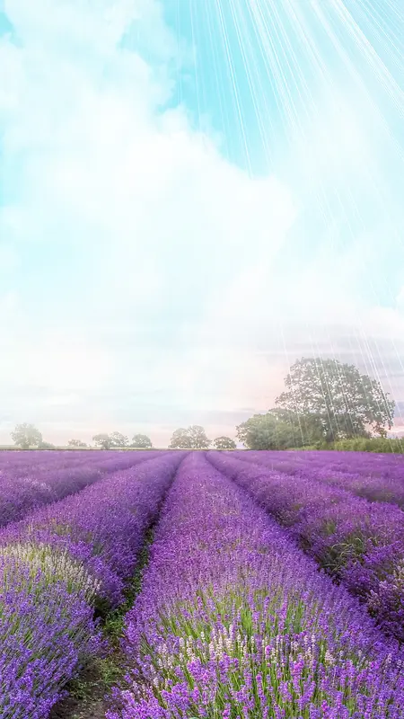 紫色薰衣草背景