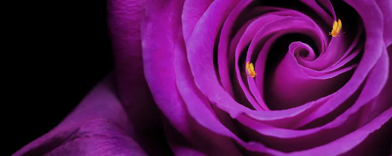 紫玫瑰淘宝网站背景图