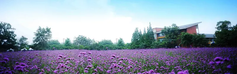 唯美大气紫色花朵海报背景