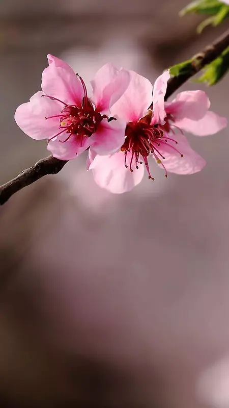 春天粉色盛开花朵H5背景