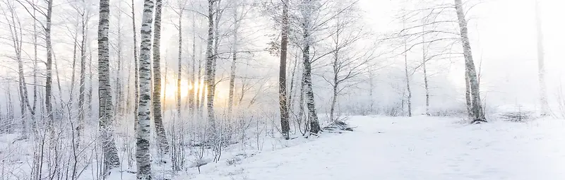 白色大雪冬天大树