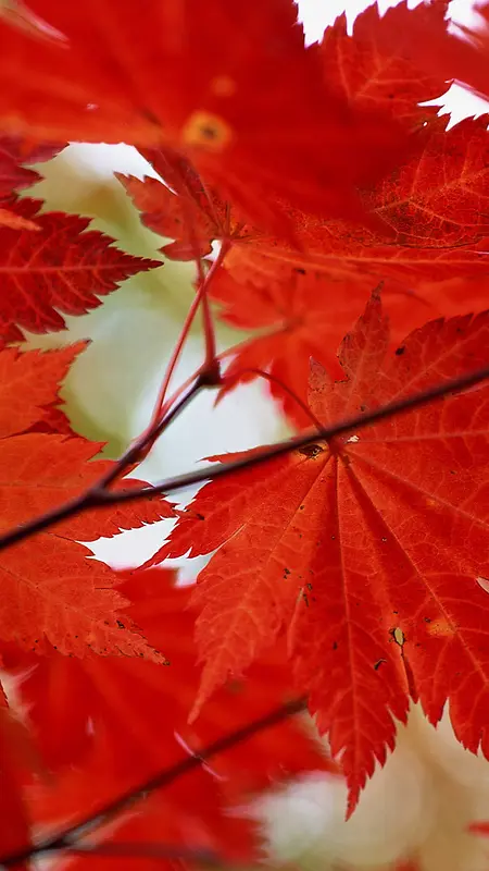 秋日红色主题风景H5背景
