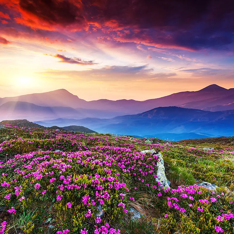 浪漫山花背景