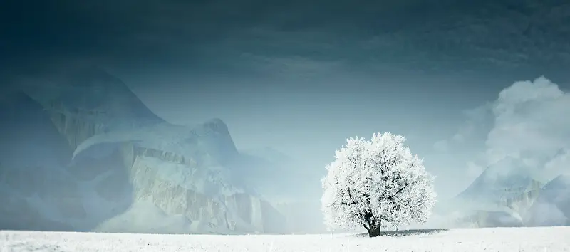 摄影白雪覆盖的树
