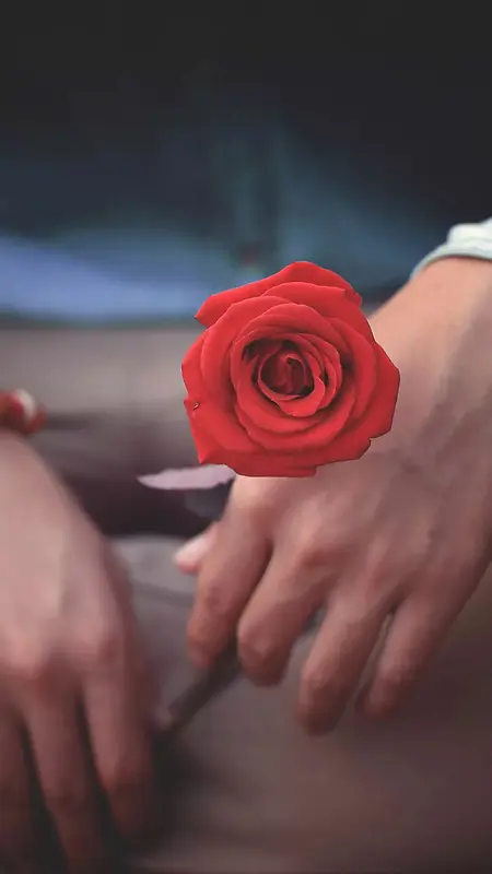 型男红玫瑰背景模糊摄影H5背景