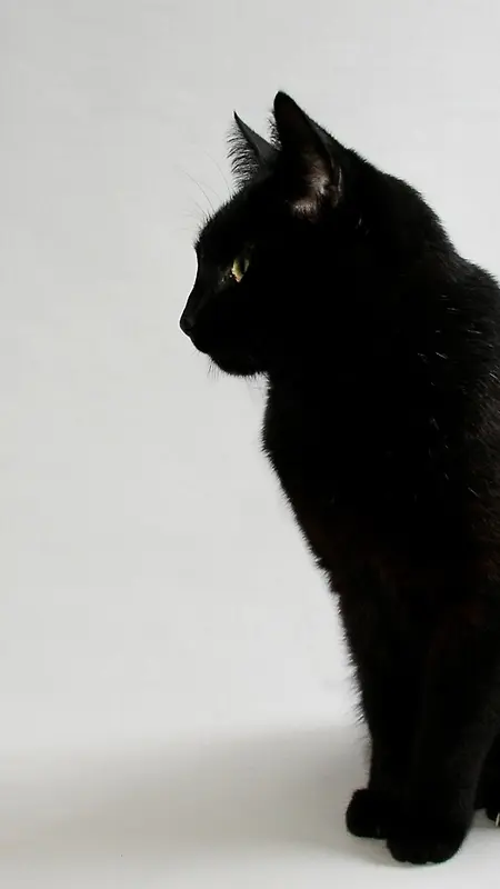 黑猫摄影h5素材背景