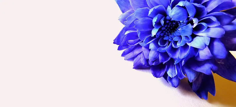 摄影蓝紫色的花