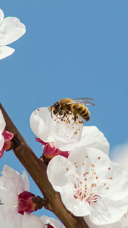 蜜蜂采蜜H5背景素材