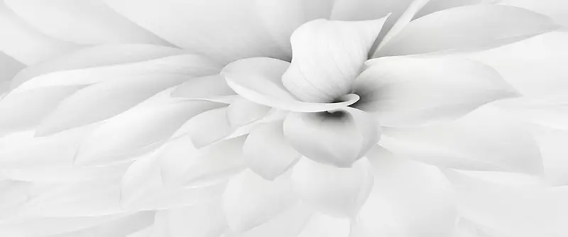 白色简约大气花瓣背景素材