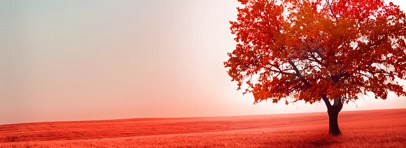 美丽的红色草地树木风景