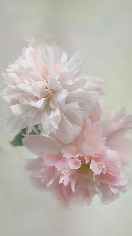粉色花朵小清新H5背景