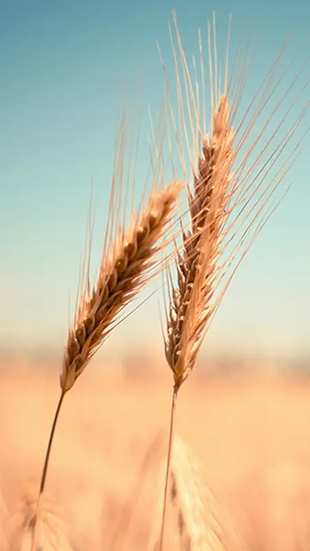 收获的麦子H5背景