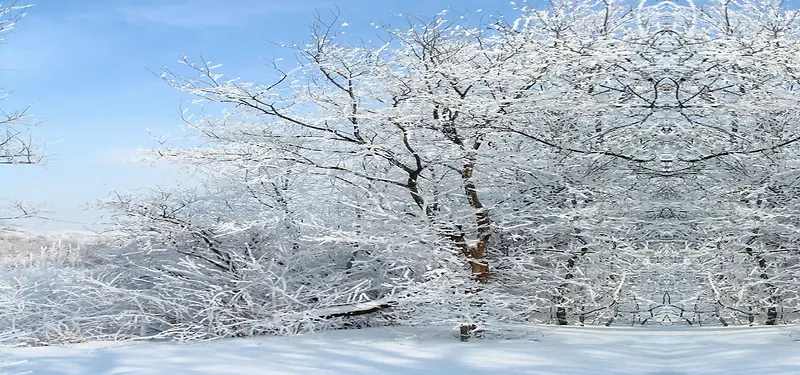 雪后树林风景