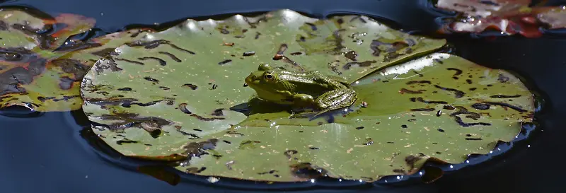 青蛙在池塘