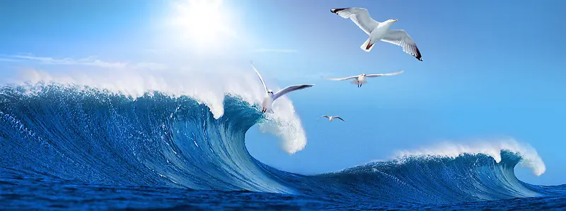 海浪海鸥