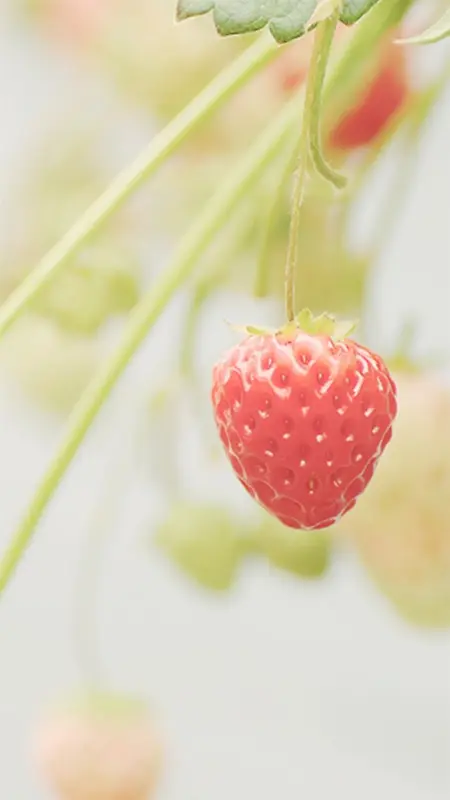 红色草莓H5背景