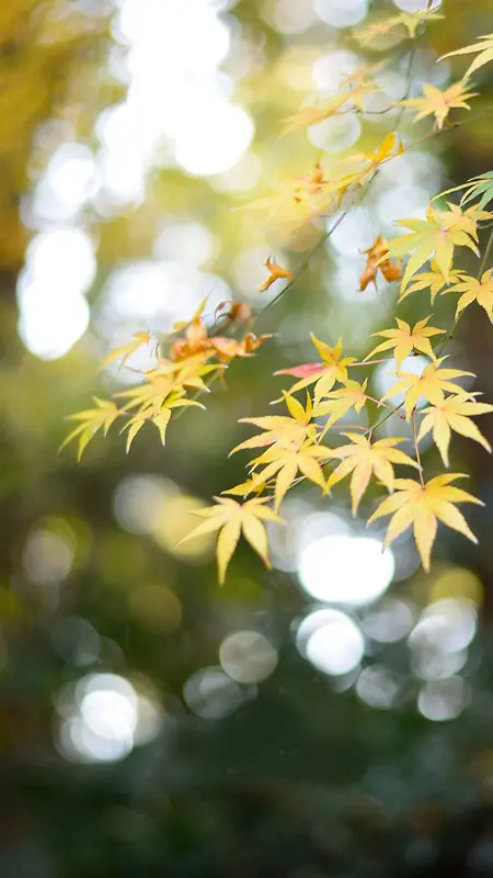 秋天枫叶风景背景