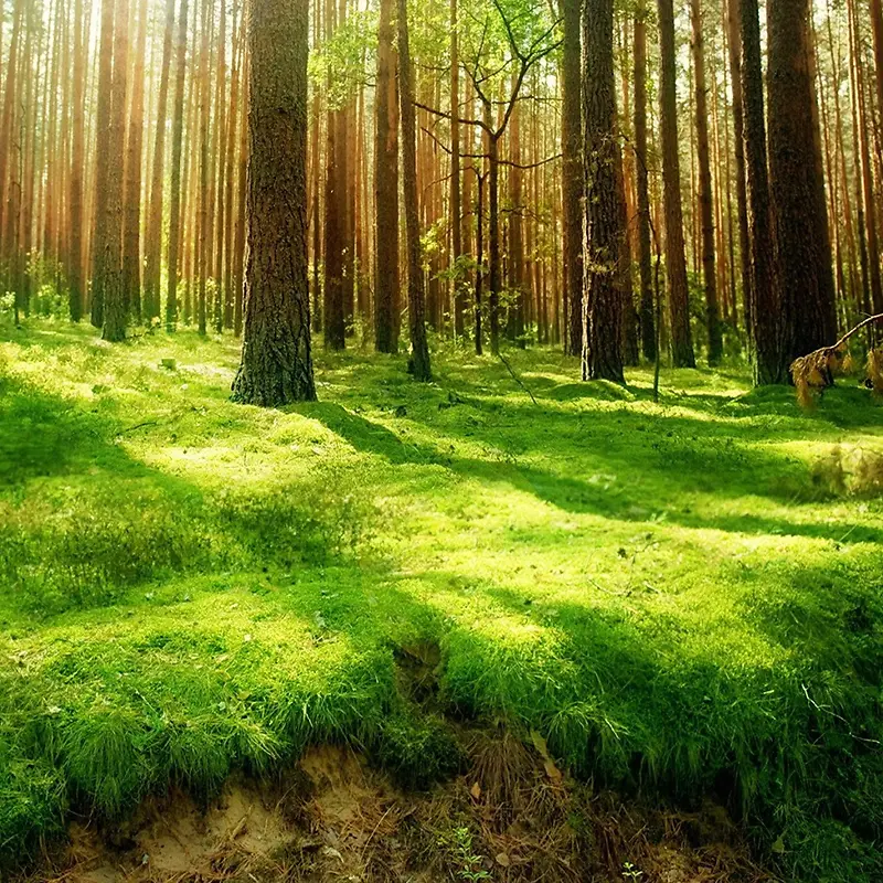 绿色自然 清新淡雅 文艺 简约 风景