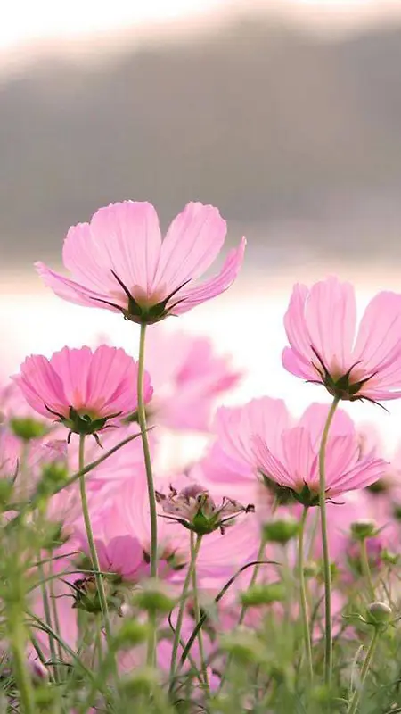 粉色花朵摄影H5背景