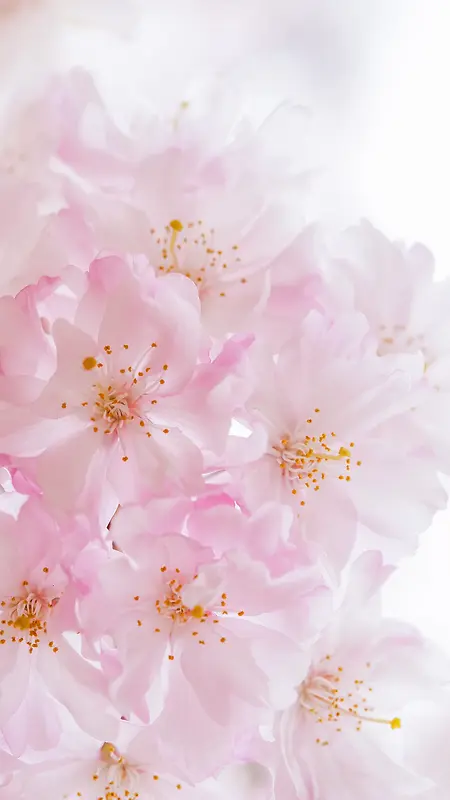 春天粉色绽放花朵摄影H5背景