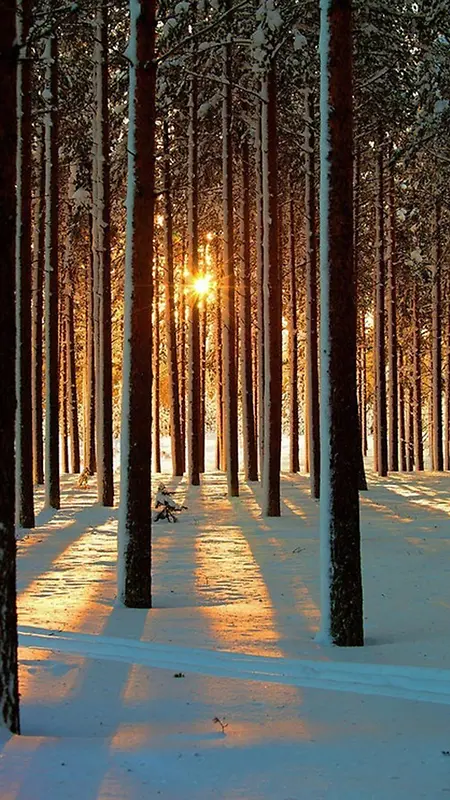 树林中的雪景