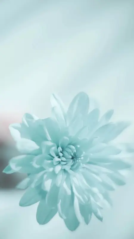 花朵蓝色小清新摄影H5背景