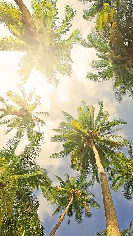 千库网-摄影椰子树阳光绿色蓝色H5背景