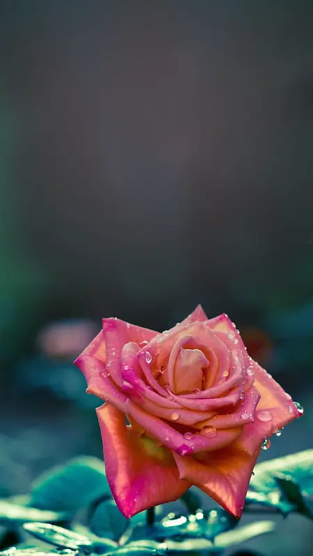 唯美红色玫瑰花H5背景