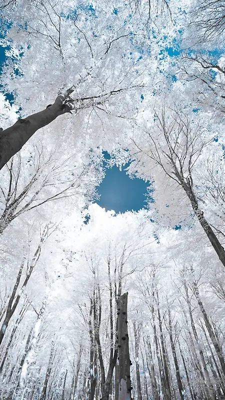 抬头看雪景