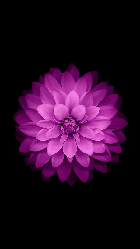黑色背景紫色花朵H5背景