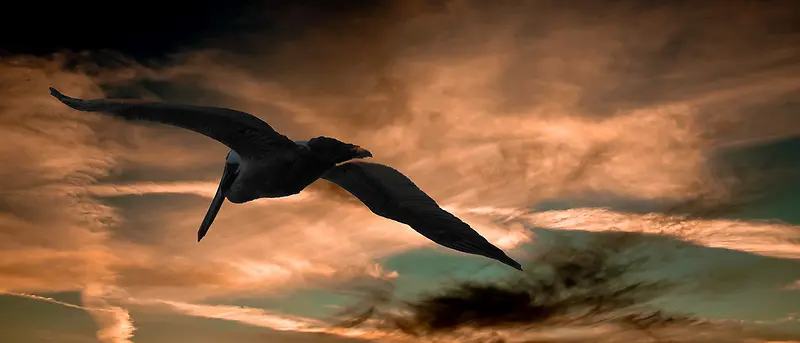 黄云下的海鸥