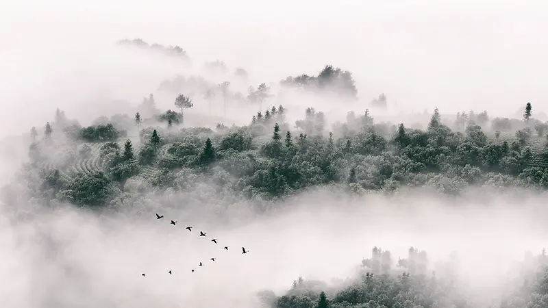 诗琴花艺醉山水