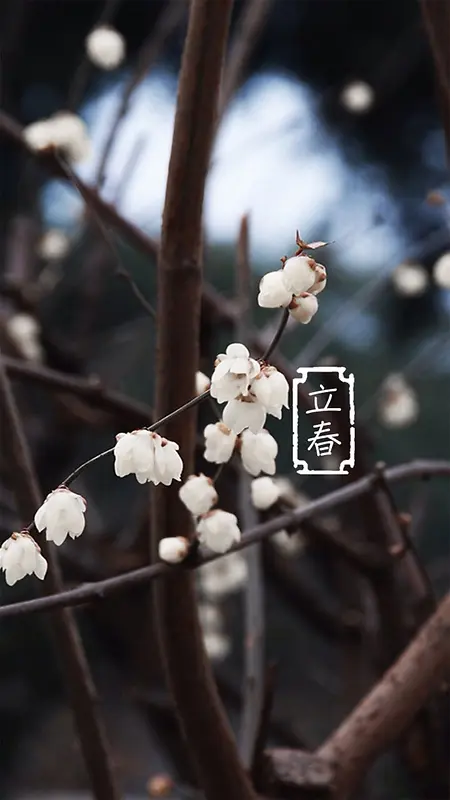 立春节气H5素材背景