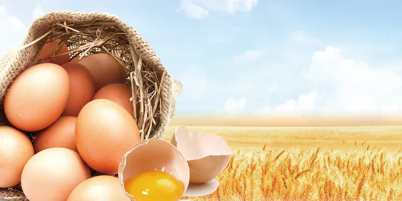 农家土鸡蛋生态鸡蛋养殖海报背景素材