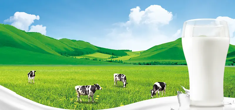草地奶牛背景图