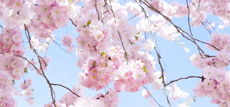 漂亮的日本樱花树背景