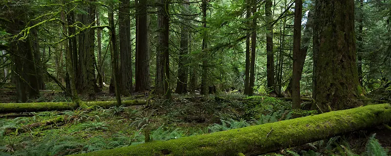 绿色原始森林背景
