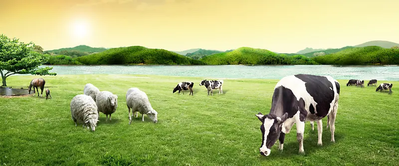 草原奶牛背景装饰