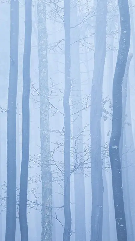 空灵迷雾森林H5背景图